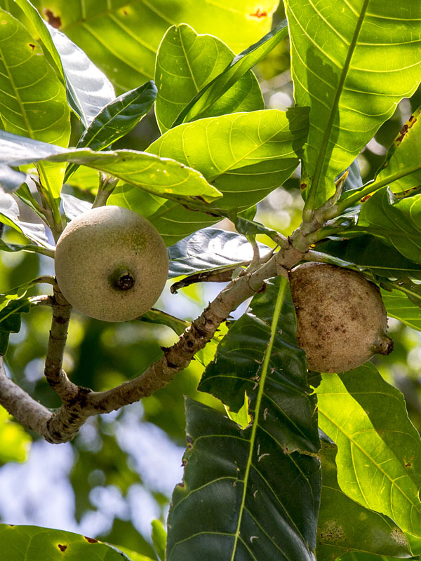 picture of two jagua fruits hanging on a tree